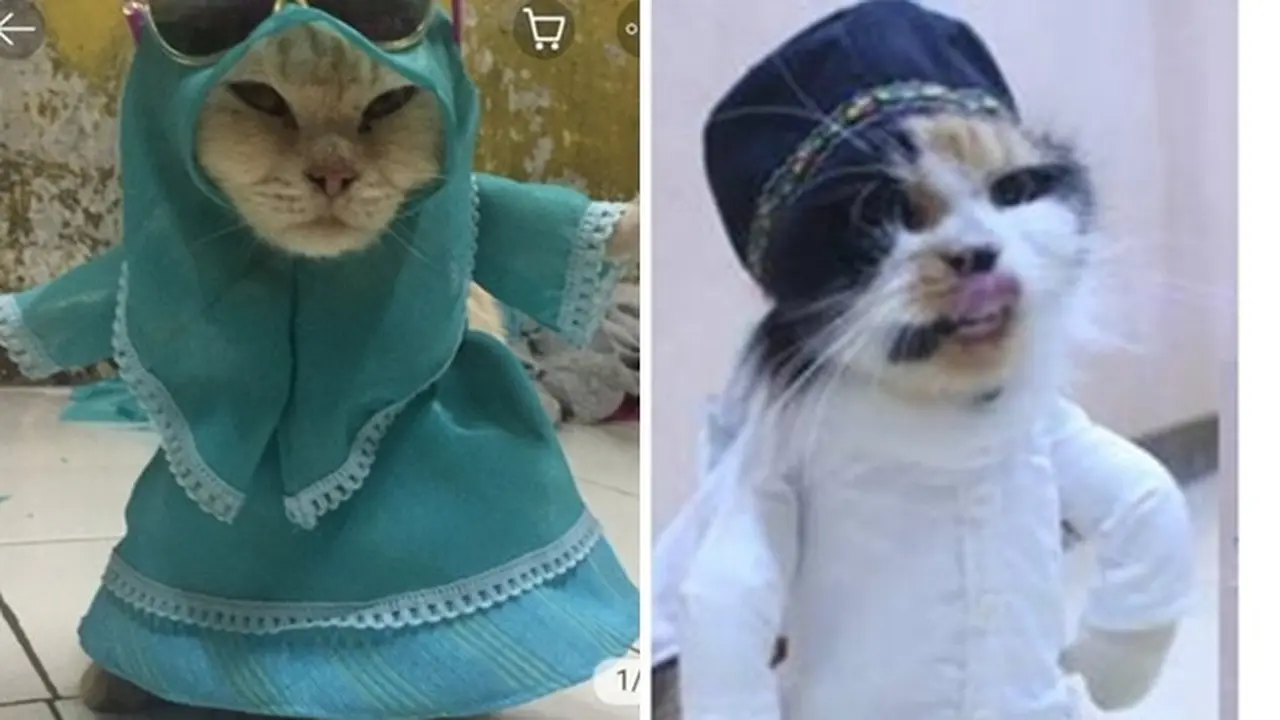 Kelakuan 8 Kucing Pakai Baju Koko Ini Lucunya Kebangetan
