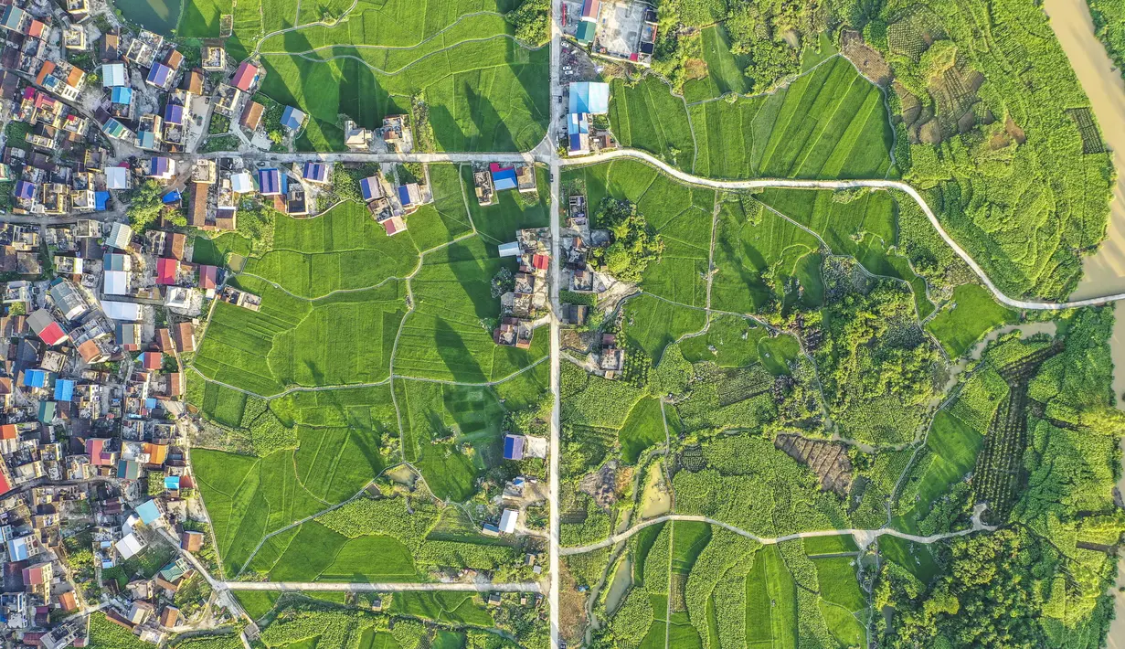 Foto dari udara menunjukkan pemandangan ladang di Desa Chonglou, Wilayah Otonom Etnis Maonan Huanjiang, Daerah Otonom Etnis Zhuang, Guangxi, China, 25 Mei 2020. Ada puluhan suku minoritas yang diakui oleh China bermukim di daerah ini. (Xinhua/Cao Yiming)