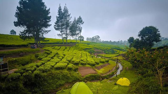 Tempat Kemping di Tengah Kebun Teh Pangalengan Bandung, Ramai Pengunjung Walau Belum Rampung