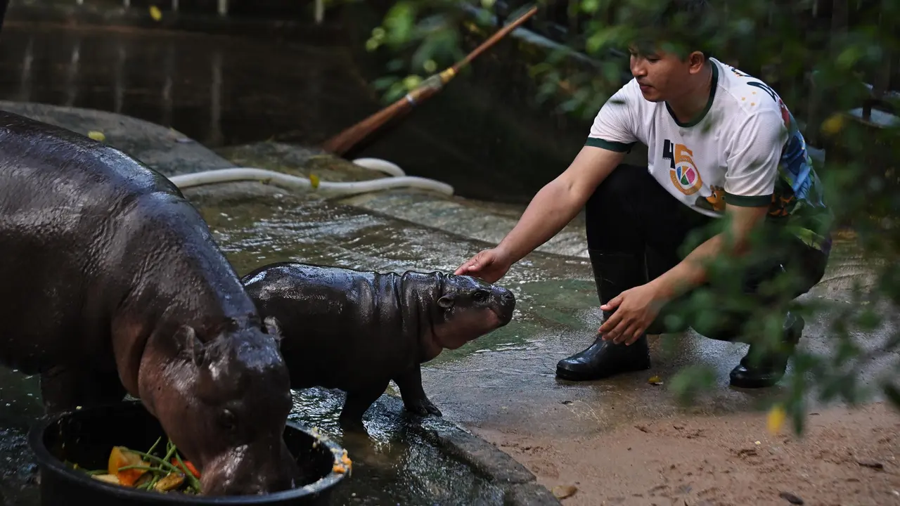 Antusiasme Pengunjung Kebun Binatang Khao Kheow Lihat Moo Deng, Bayi Kuda Nil yang Viral