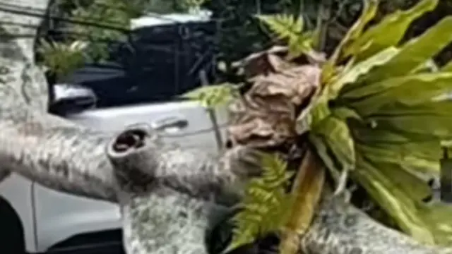 Pohon timpa mobil