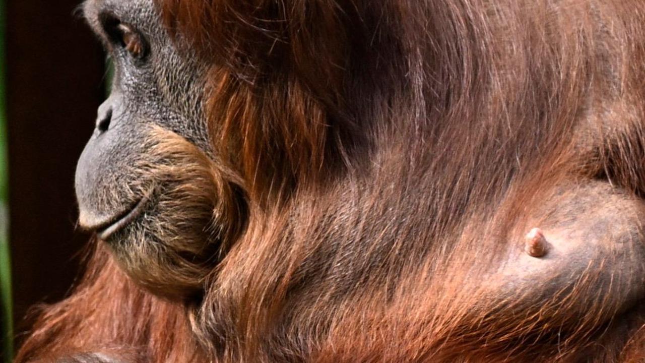 Jelang pembukaan Euro 2024 yang berlangsung di Jerman, orangutan Walter kembali menunjukkan kebolehannya.&nbsp;REUTERS/Leon Kuegeler