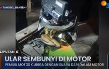 Motor di Pamulang Jadi Sarang Ular Sanca, Pemilik Kaget Ada Suara Aneh