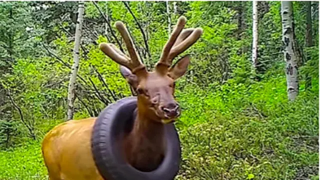 Kisah Malang Seekor Rusa Tersangkut Ban di Leher Selama 2 Tahun