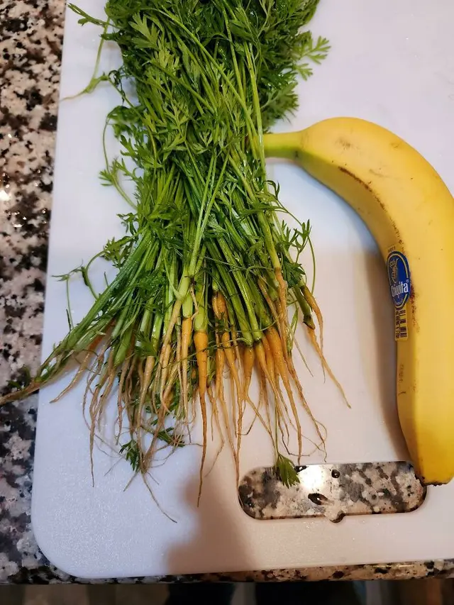 Hasil Berkebun Tak Sesuai Ekspektasi
