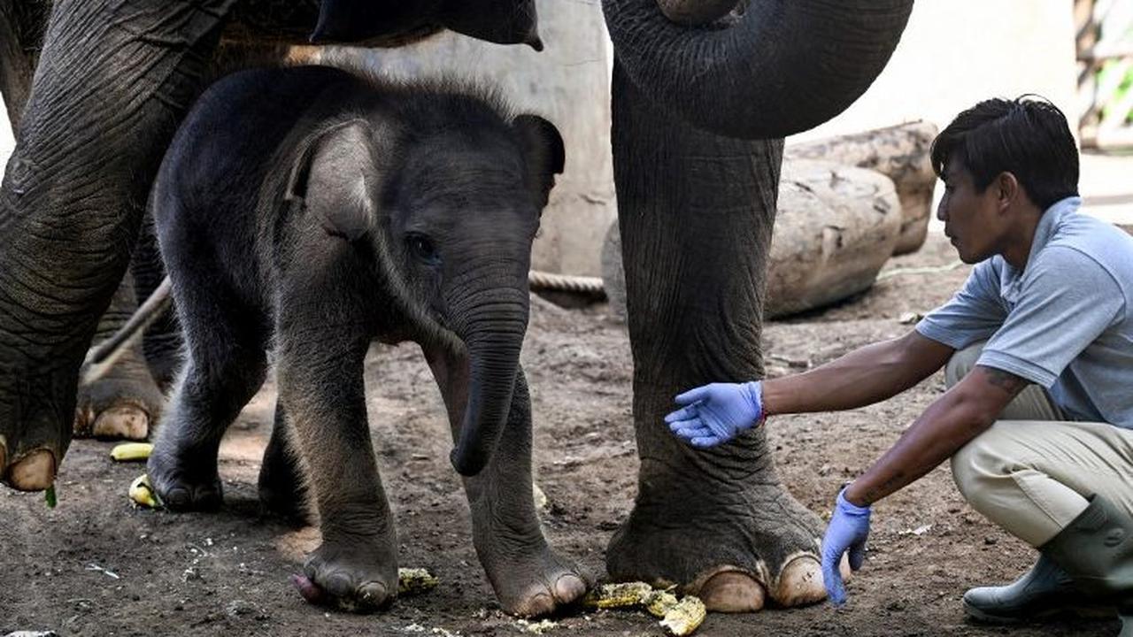 Seekor bayi gajah Sumatera lahir secara normal di kebun binatang Bali Zoo di Gianyar, Bali. Kelahiran gajah berkelamin jantan itu menjadi kado istimewa di penghujung tahun 2023.