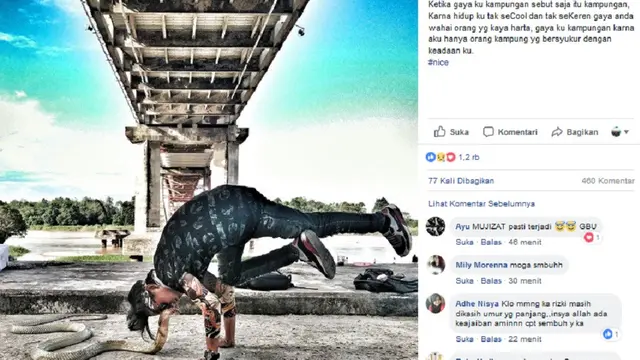 Pawang ular digigit king cobra