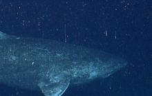 10 Jenis Hiu Laut Dalam, Tak Pernah ke Permukaan dan Sangat Primitif