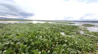 Danau Limboto, Gorontalo yang kini tertutup oleh tanaman air Eceng Gondok. Foto:Sarjan Mongabay (Arfandi/Liputan6.com)