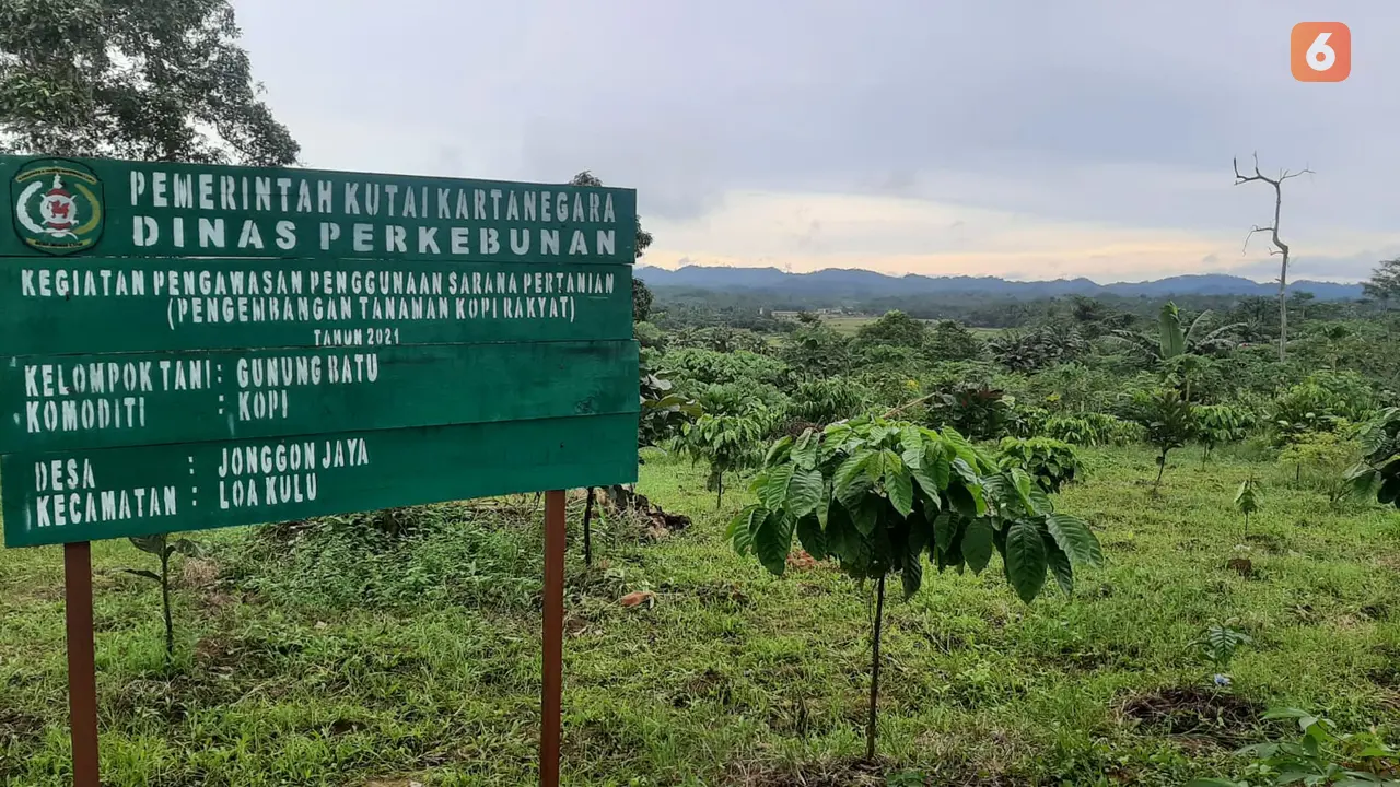 Kebun Kopi di Kukar