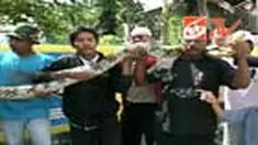 Ular sepanjang tujuh meter itu ditemukan Slamet, petugas kebersihan Perumahan Bendul Merisi Permai di selokan. Ular piton ini sudah berkeliaran sejak Jumat silam. 