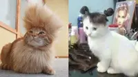 Tak Kalah Trendi, Ini 6 Gaya Rambut Kucing yang Bikin Ngakak (sumber: Forfun dan Kittentoob)