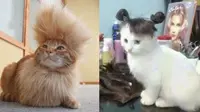 Tak Kalah Trendi, Ini 6 Gaya Rambut Kucing yang Bikin Ngakak