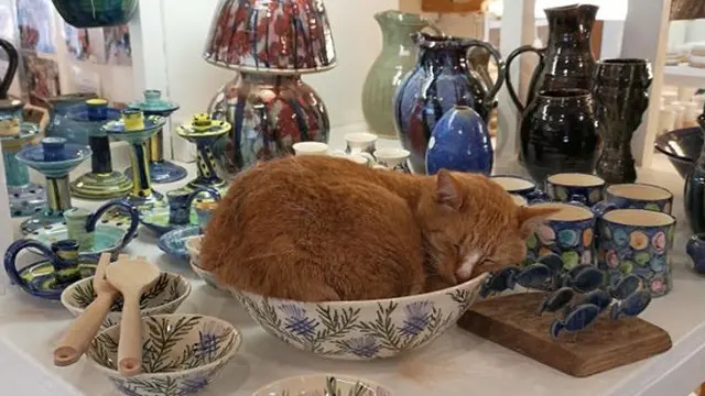 8 Potret Ini Buktikan Kucing Bisa Tidur di Mana Saja
