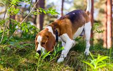 Taiwan Kerahkan Anjing untuk Deteksi Pohon yang Terkena Penyakit,  Begini Caranya