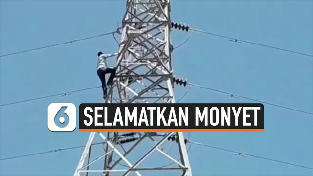 VIDEO: Bertaruh Nyawa, Pria Panjat Menara Sutet Untuk Selamatkan Monyet