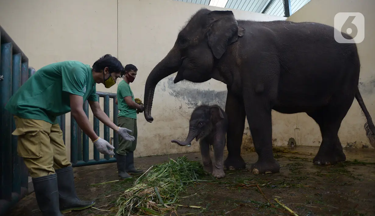 Keeper memberi pakan untuk bayi gajah Sumatera (Sumatran elephant) dalam kandangnya di Taman Safari Indonesia Cisarua, Bogor, Jawa Barat, Rabu (13/5/2020). Bayi gajah jantan bernama Covid itu hasil perkawinan gajah Sumatera, Nina dan Kodir. (merdeka.com/Imam Buhori)
