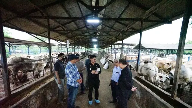 Mentan SYL: Ketersediaan Daging Sapi Jelang HKBN Terpantau Aman