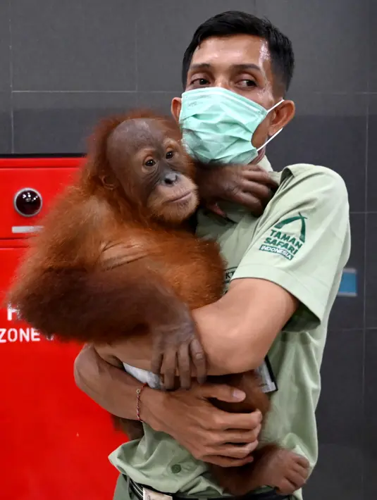 Petugas menggendong bayi orangutan Bon Bon di Bandara Internasional I Gusti Ngurah Rai, Denpasar, Bali, Senin (16/12/2019). Sebelum dilepasliarkan, Bon Bon menjalani perawatan selama sembilan bulan di Taman Safari Bali. (SONNY TUMBELAKA/AFP)