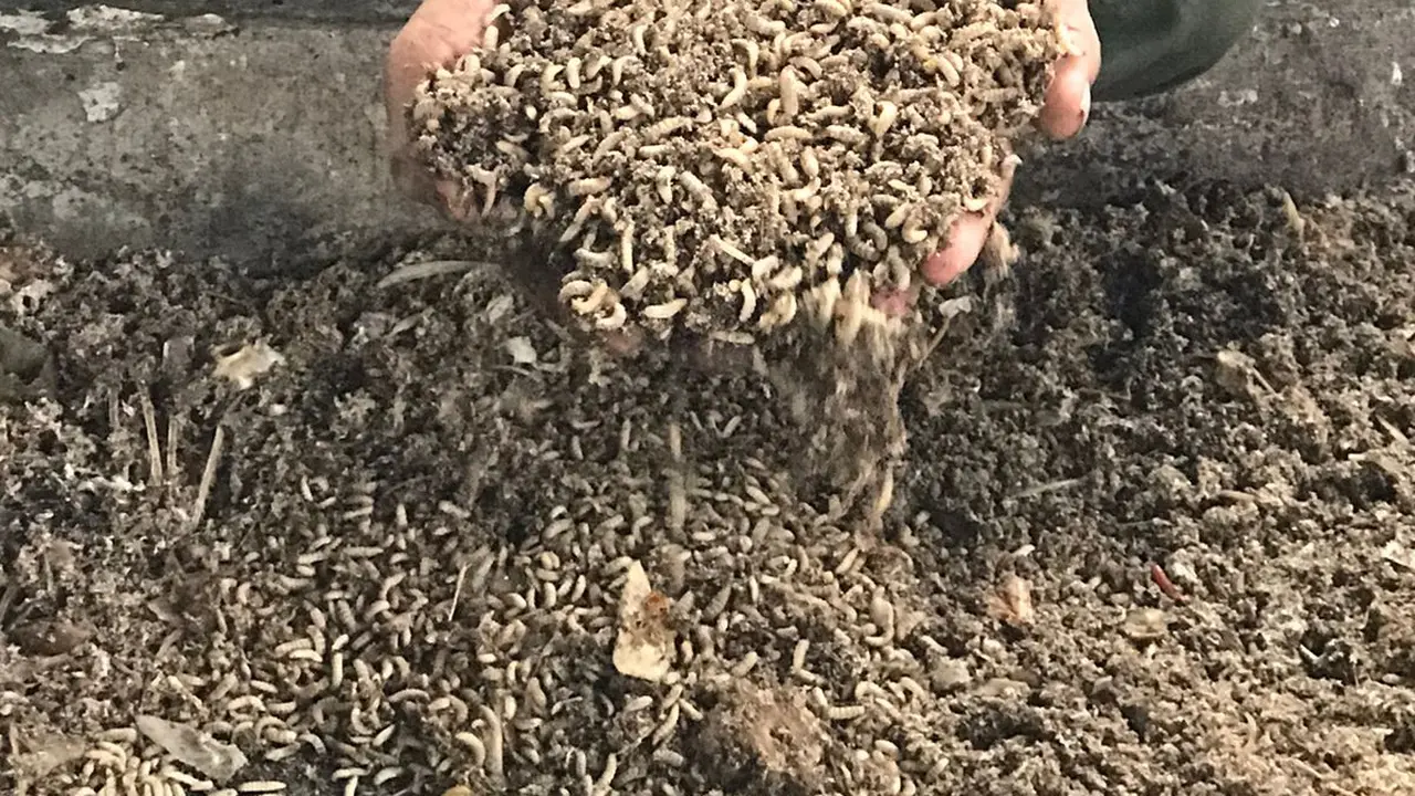 Larva maggot