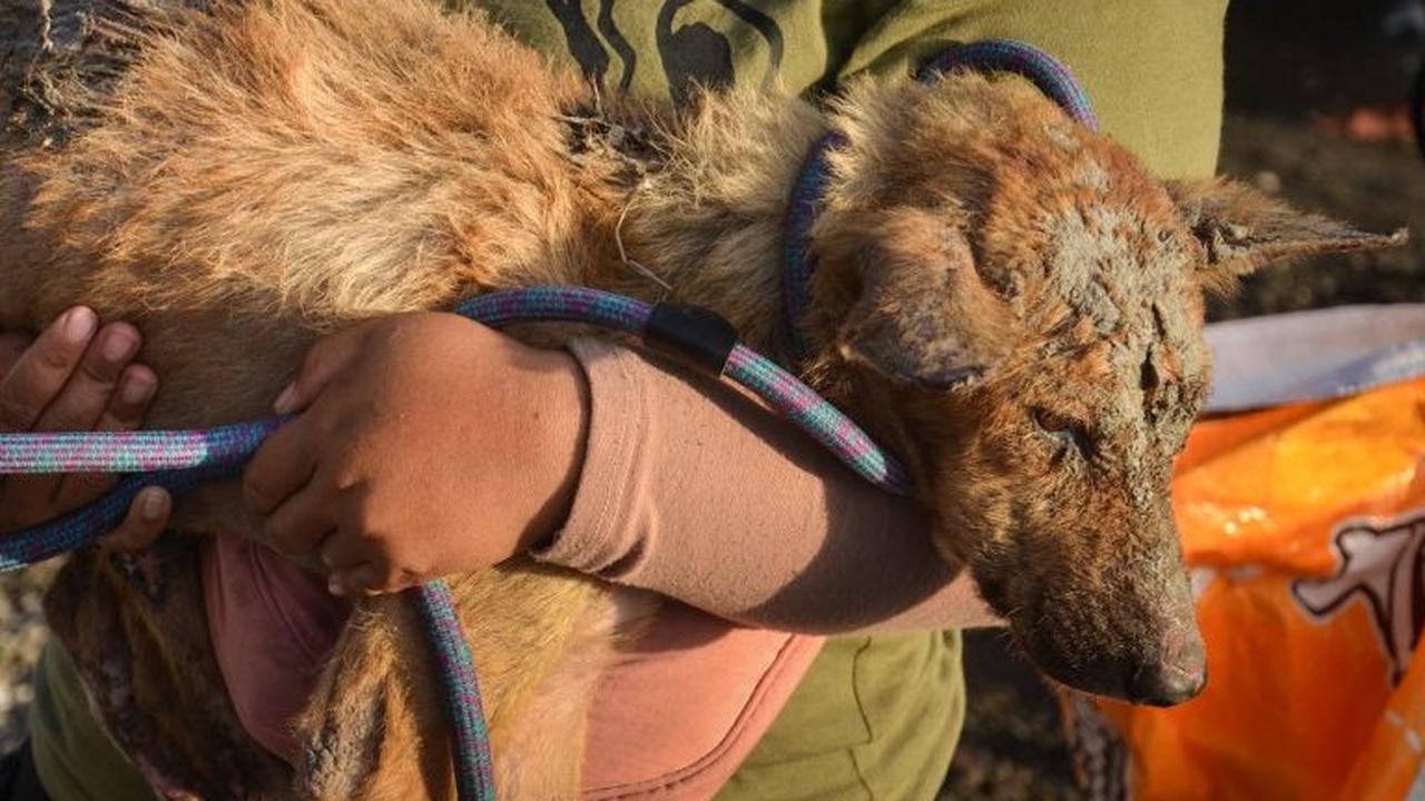 Perginya penduduk desa atas perintah evakuasi membuat anjing dan kucing di kawasan tersebut menjadi terlantar.&nbsp;