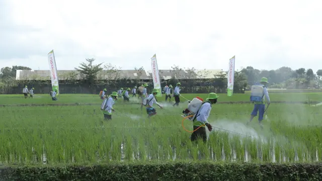 Petrokimia Gresik mengerahkan Gerakan Pengendalian Hama untuk mengawal 13.099 Hektare (Ha) lahan pertanian