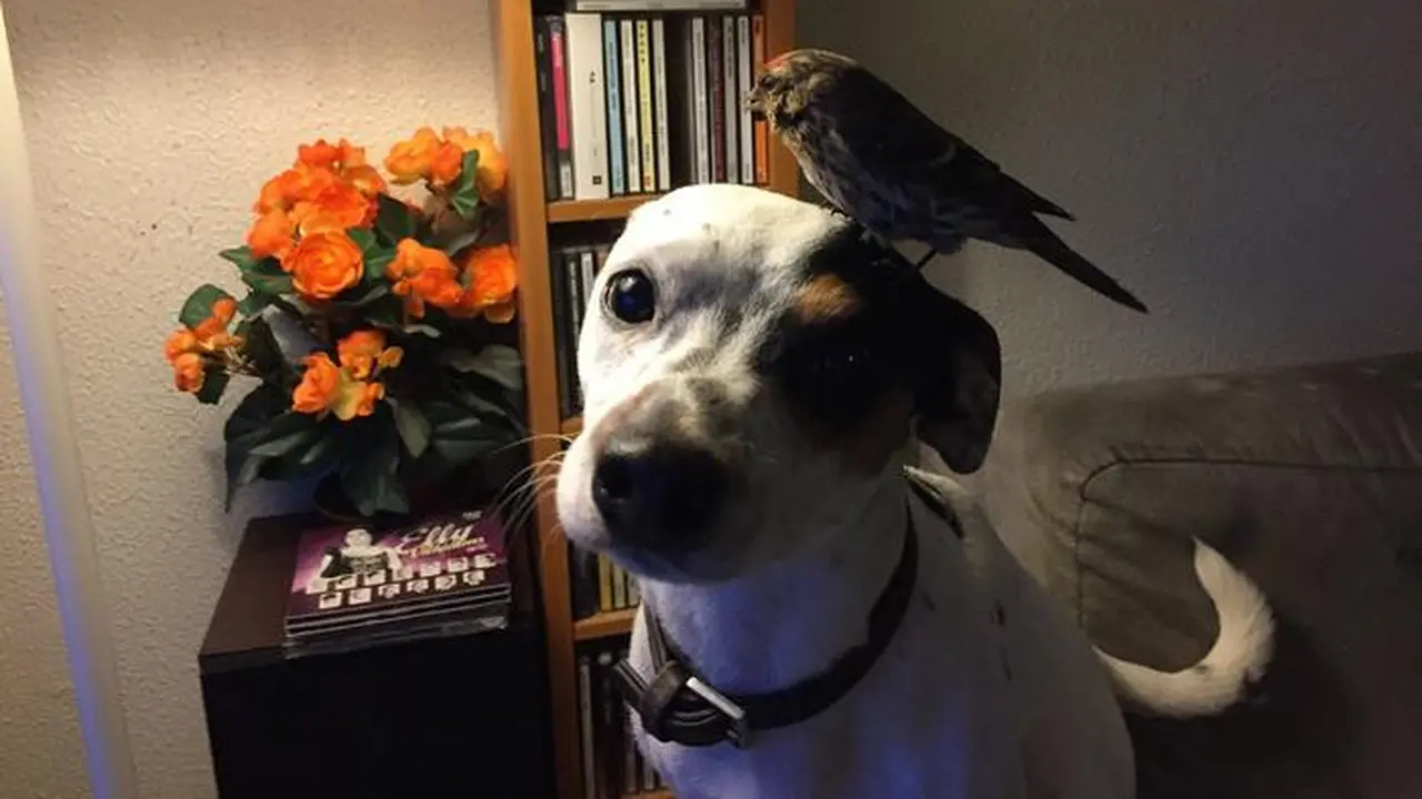 [Bintang] Kisah Balas Budi Burung pada Anjing yang Menyentuh Hati