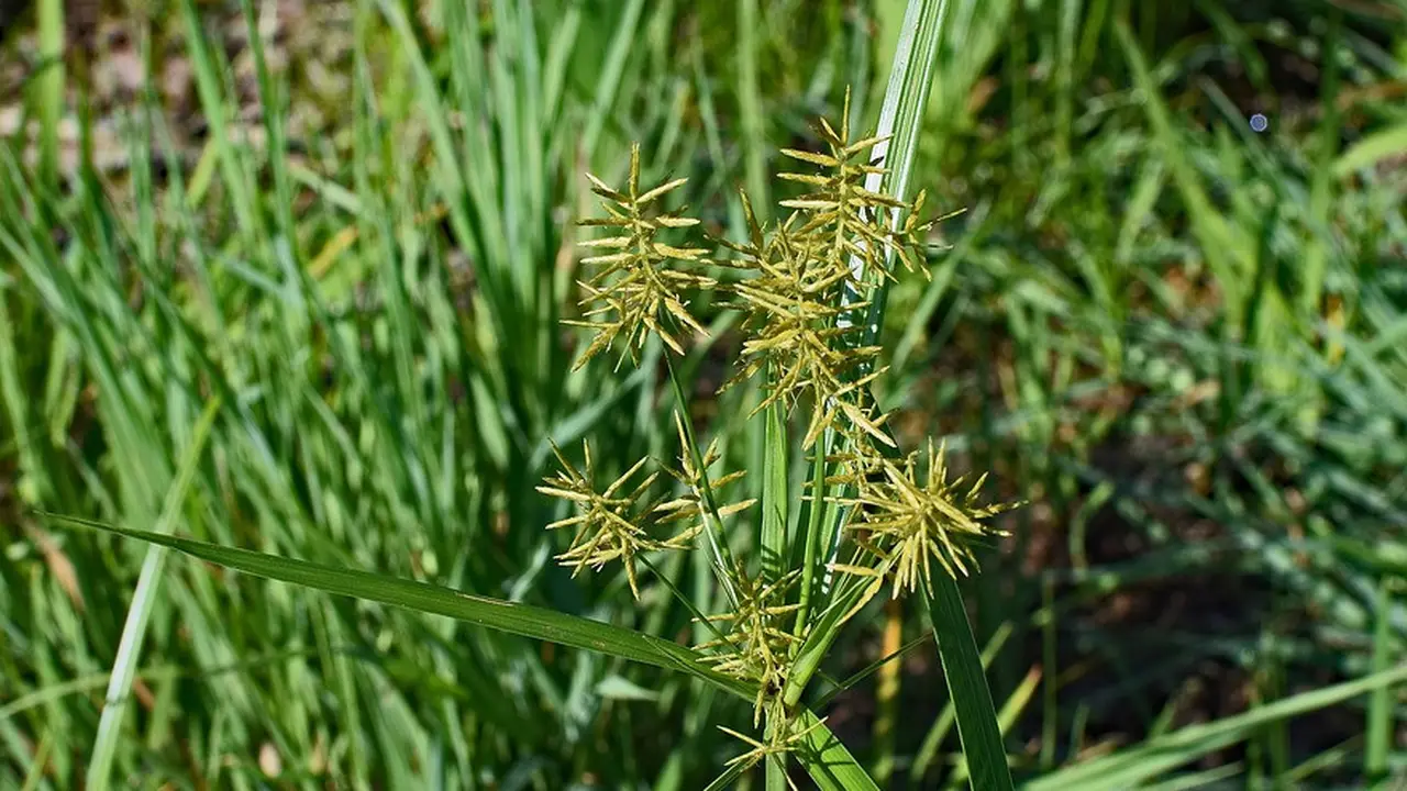 Tumbuhan Gulma