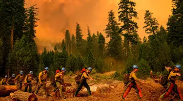 Tim pemadam kebakaran Plumas Hotshots berjalan dari garis kebakaran selama kebakaran Taman di daerah Mill Creek, Tehama County, California, 7 Agustus 2024. (JOSH EDELSON/AFP)