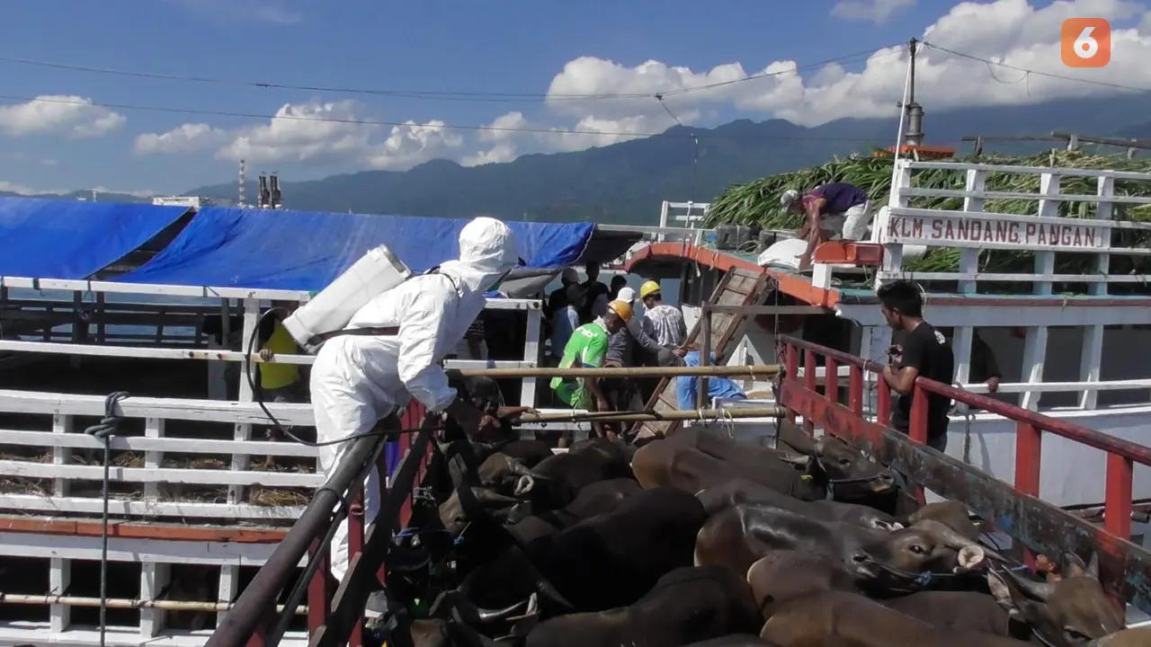 Sapi dari Bali Tanpa Lewati Daerah Wabah PMK