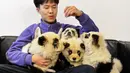Pekerja bermain dengan anjing-anjing yang dicat putih dan hitam menyerupai panda di kafe Cute Pet Games di kota Chengdu, China, 23 Oktober 2019. Pemilik kafe juga menawarkan jasa cat bulu anjing menjadi putih dan hitam dengan harga 1.500 yuan, atau sekitar Rp 3 juta. (STR / AFP)