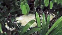 Detik-Detik Ular Piton Memangsa Kucing Hidup-Hidup di Singapura