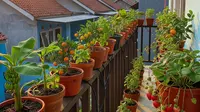 8 Ide Edible Garden Buah dan Sayur di Teras dan Pagar Sempit, Tetap Produktif
