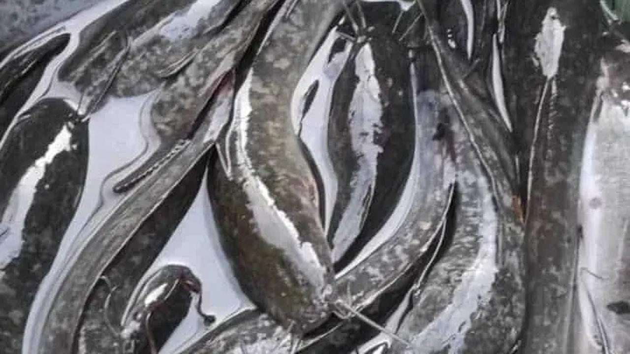 Ikan lele menjadi salah satu lauk makanan favorit sebagain masyarakat Indonesia. Selain murah, lele juga dikenal lezat dan bermanfaat bagi kesehatan.<br>