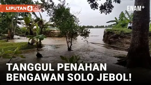 VIDEO: Tanggul Bengawan Solo Jebol, Ratusan Hektar Lahan Sawah di Lamongan Terendam