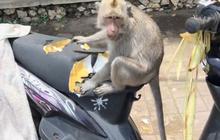 Viral Monyet di Pura Uluwatu Makan Jok Motor, Bikin Warganet Heran
