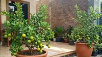 9 Tanaman Buah dalam Pot yang Cocok untuk Rumah Cluster dan Perkotaan, Panen Segar di Lahan Terbatas