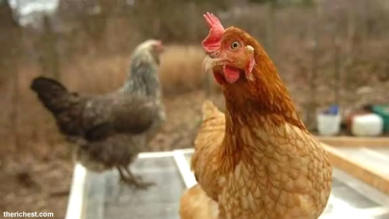 ayam-kaya-1-130806c.jpg