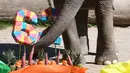 Rani melihat hadiah ulang tahun berupa buah dan sayuran untuknya di kebun binatang di Karlsruhe, Jerman (17/5). Menurut pihak kebun binatang, Rani merupakan gajah tertua di Jerman. (AFP Photo/dpa/Uli Deck/Germany Out)