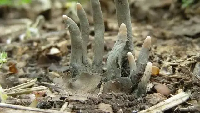 7 Potret Jamur dengan Bentuk Nyeleneh, Ada yang Terlihat Mengerikan
