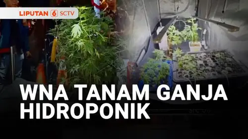 VIDEO: WNA Tanam Ganja Hidroponik Ditangkap