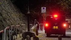 Babi hutan memakan roti sebagai umpan yang diberikan petugas Departemen Pertanian, Perikanan dan Konservasi di Hong Kong, Rabu (17/11/2021).  Pihak berwenang Hong Kong pekan ini menangkap tujuh babi hutan untuk mengurangi jumlah mereka di daerah perkotaan. (Lam Chun Tung/The Initium Media via AP)