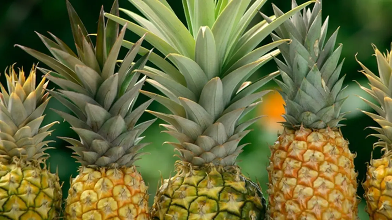 Foto: copyright shutterstock.com