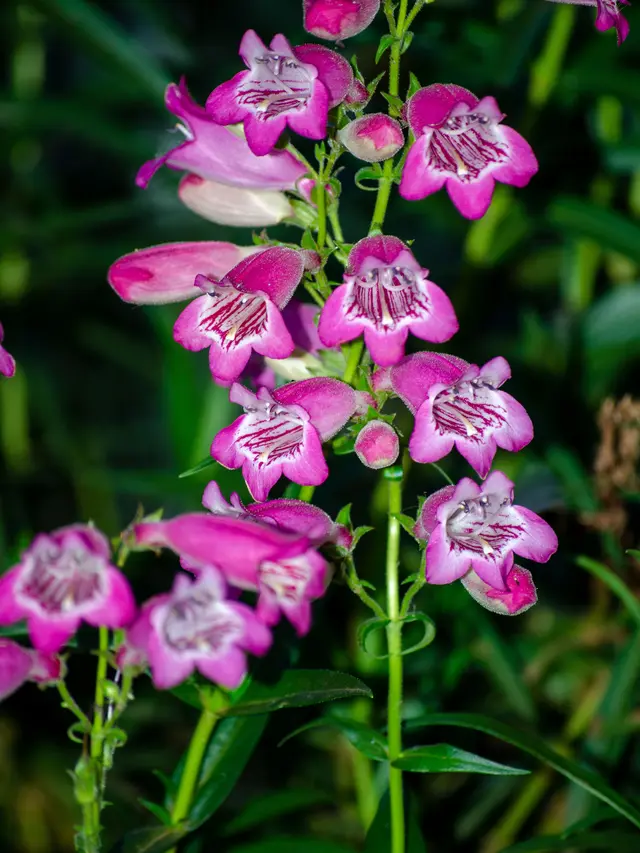 Penstemon ‘Polaris Purple’ Tanaman Hias Berbunga Warna Ungu