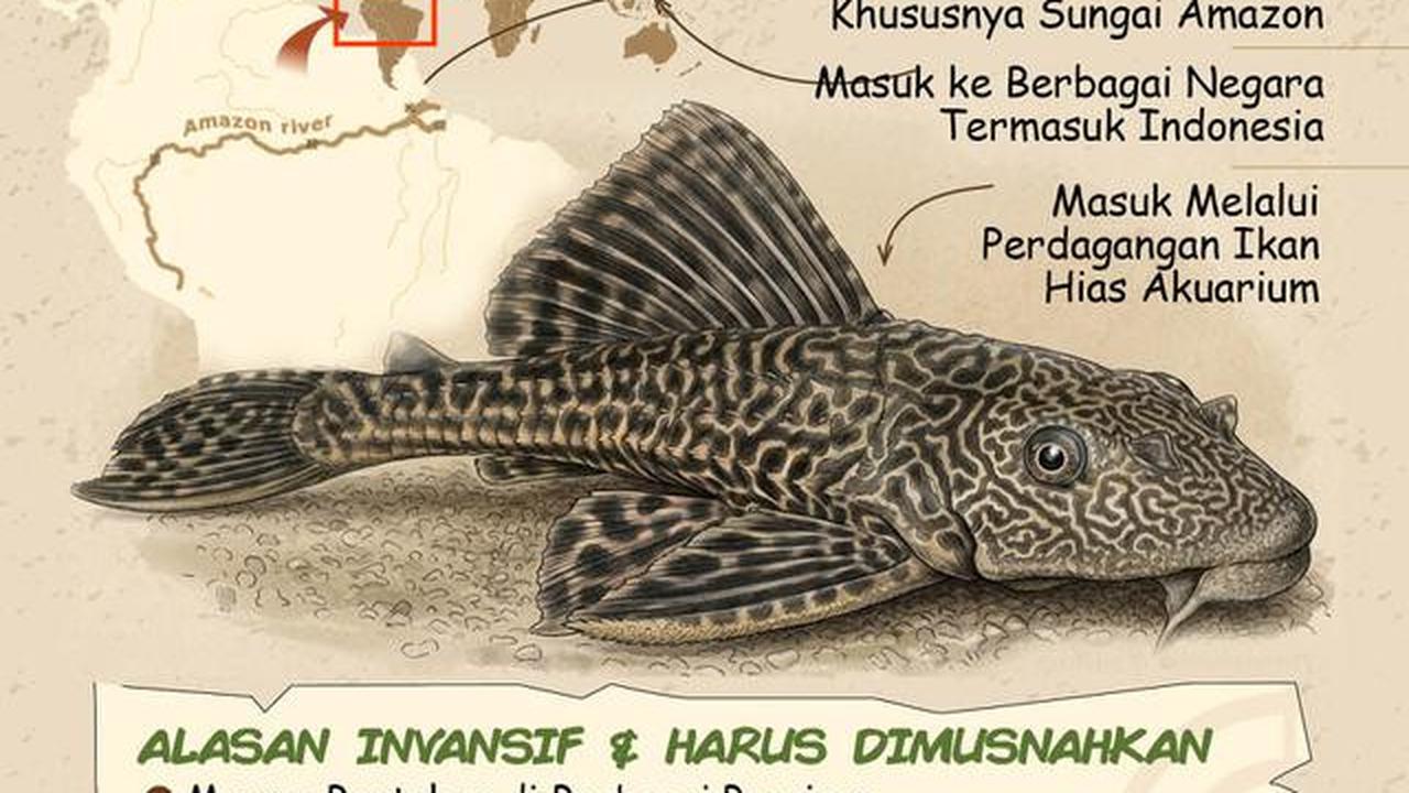 Infografis Kenapa Ikan Sapu-Sapu Dikategorikan Invasif. (Liputan6.com/Abdillah)