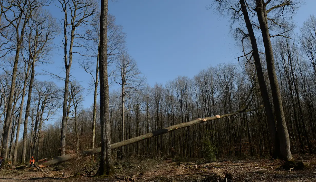Pekerja menebang delapan pohon ek Sessile berusia 230 tahun untuk rekonstruksi Katedral Notre-Dame de Paris di Foret de Berce, dekat Jupilles, Senin (8/3/2021). Sebanyak 1000 pohon ek akan ditebang untuk membangun kembali puncak menara katedral yang kebakaran pada 2019. (JEAN-FRANCOIS MONIER/AFP)