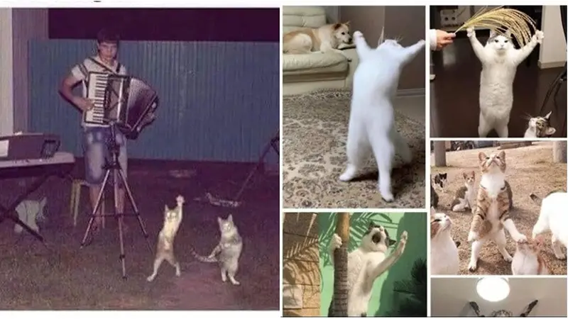 6 Potret Kucing Jika Terlalu Bahagia, Ekspresinya Kocak