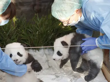 Dua anak panda "Meng Yuan" (kiri) dan "Meng Xiang" diperlihatkan kepada media setelah mereka diberi nama di kebun binatang Zoologischer Garten di Berlin (9/12/2019). "Meng Yuan" dan "Meng Xiang"  merupakan anak panda raksasa Meng Meng dan Jiao Qing. (AFP/Odd Andersen)