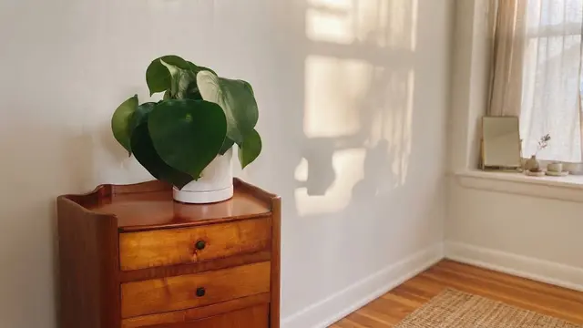 Peperomia Raindrop