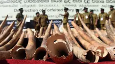 Petugas bea cukai Sri Lanka berjalan dekat tumpukan gading gajah dari Afrika sebelum dimusnahkan di Kolombo (26/1/2016). Sri Lanka menghancurkan 359 buah gading yang disita di pelabuhan Colombo Mei 2012. (AFP PHOTO/Ishara S. KODIKARA)